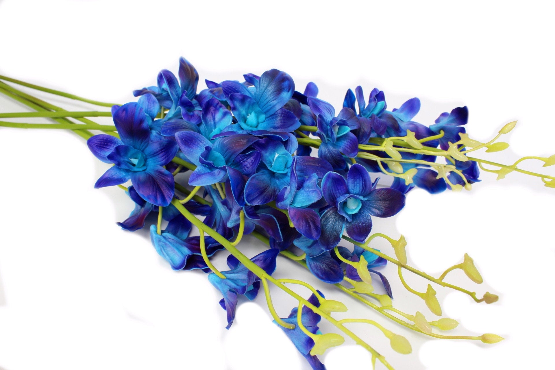 Are Blue Orchids Real? The Ultimate Truth